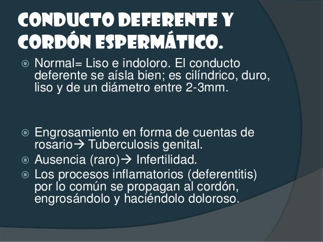 Vesículas seminales. Sólo pueden palparse en los procesos  inflamatorios: Agudos. Turgen...