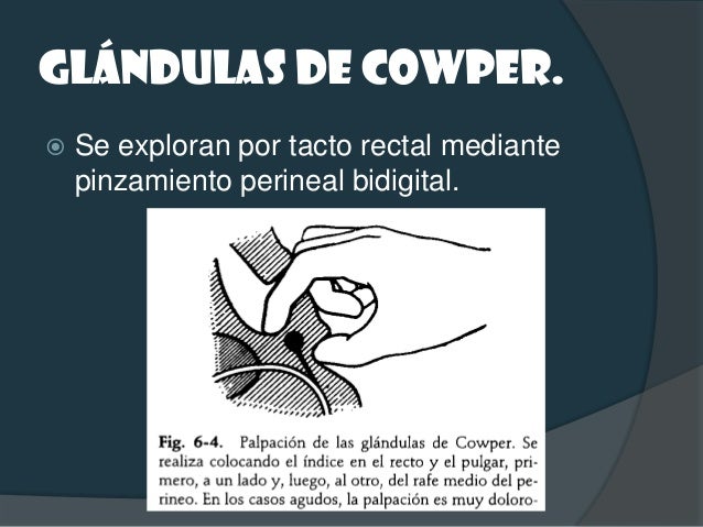 Semiología del aparato reproductor masculino