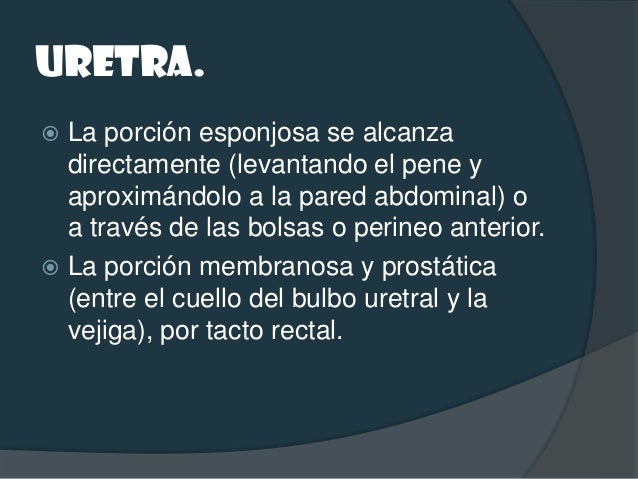 Semiología del aparato reproductor masculino