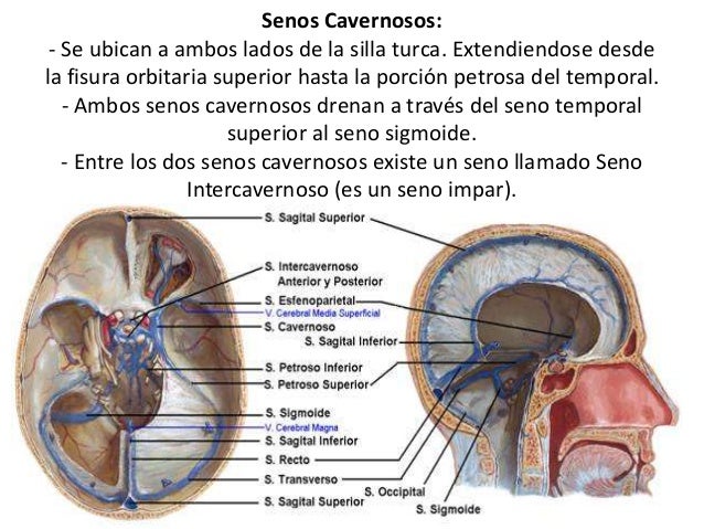 Senos venosos