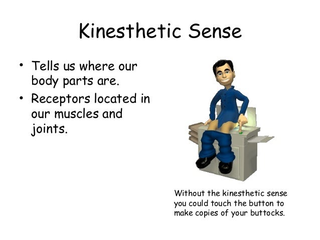 Kinesthesis receptor cells