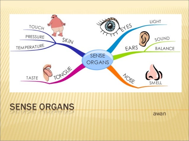 physiology of sense organs slideshare