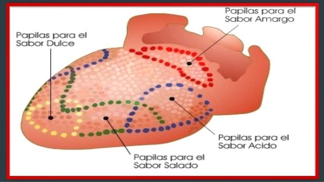 14 curiosidades sobre tu cuerpo que de seguro no sabias