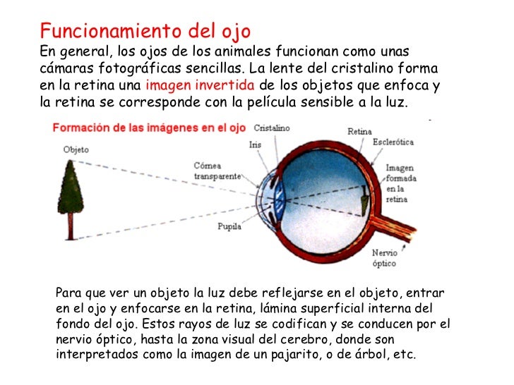 El ajuste circular de la persona en astrahani