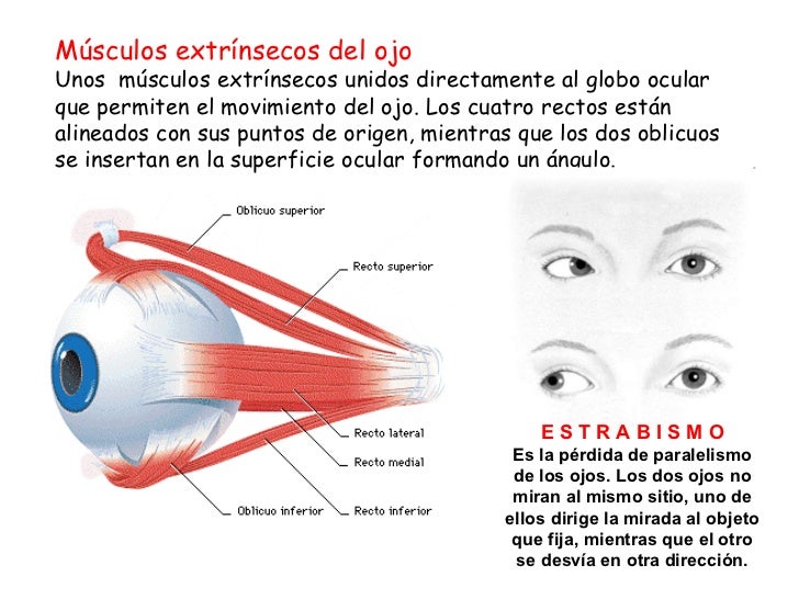 El ojo y la visión