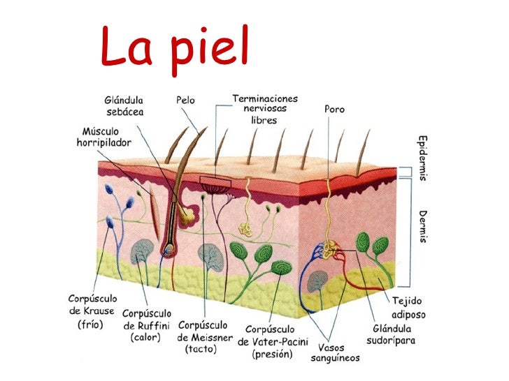 Corte transversal de la piel con us partes