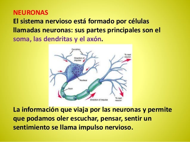 Que Pasaria Si No Tuvieramos Sistema Nervioso