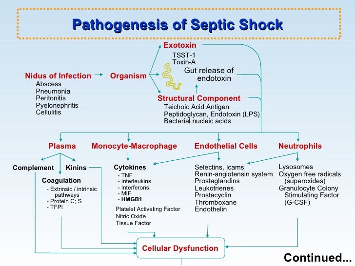 septic shock pathophysiology flowchart sepsis and septic shock septic shock pathophysiology flowchart sepsis and septic shock