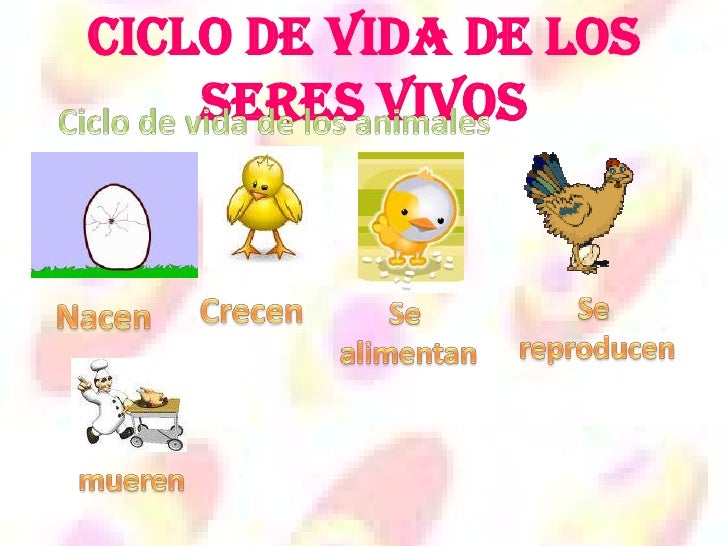Mam 237 Feros Seres Humanos | imagenes ciclo de vida de un mamifero mejor conjunto Mam 237 Feros Seres Humanos | imagenes ciclo de vida de un mamifero mejor conjunto