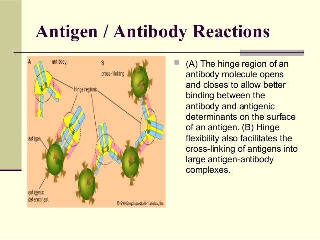 explain the antigen antibody reaction diagram light schematic light 3d elsavadorla explain the antigen antibody reaction diagram light schematic light 3d elsavadorla