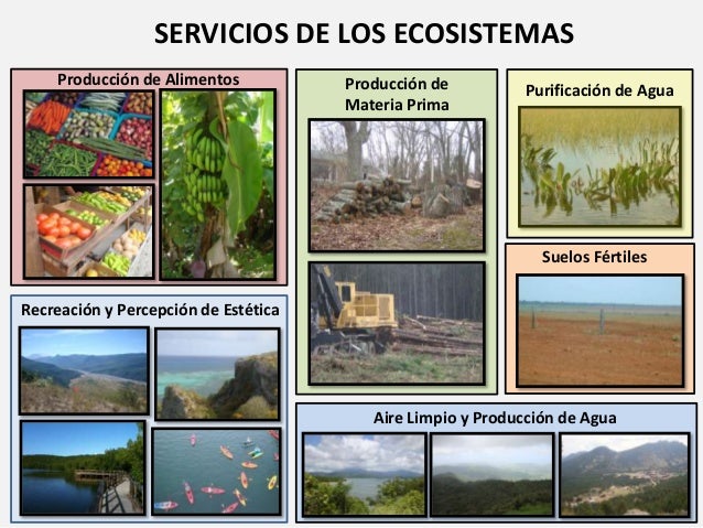 Servicios de los Ecosistemas