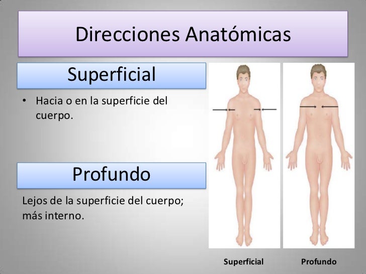 Definir Anatomía Superficial Anatomía: Definición, Ramas E