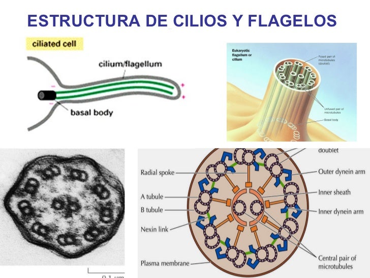 citoesqueleto