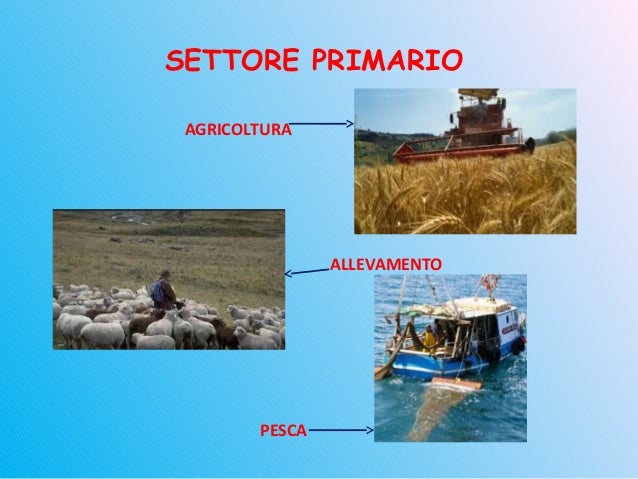 Settori di economia