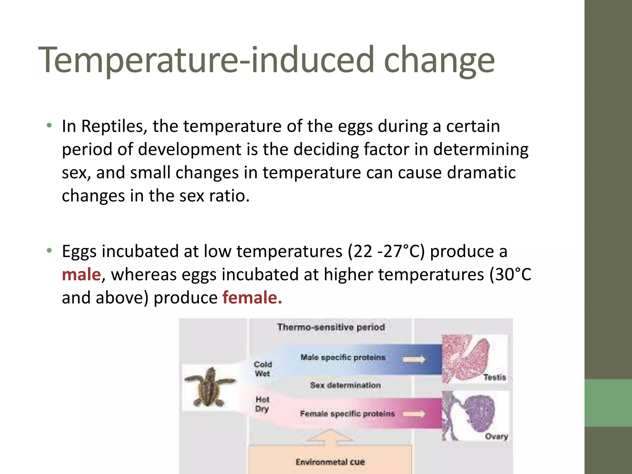 Sex Determination PPTX