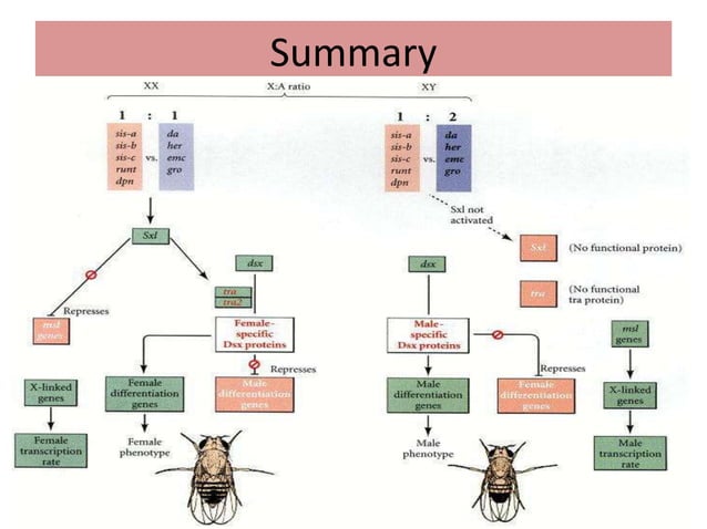 Sex Determination In Drosophila PPT