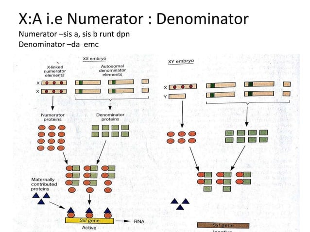 Sex Determination In Drosophila PPT