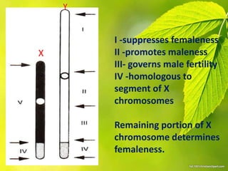 Sex Determination In Plants PPTX