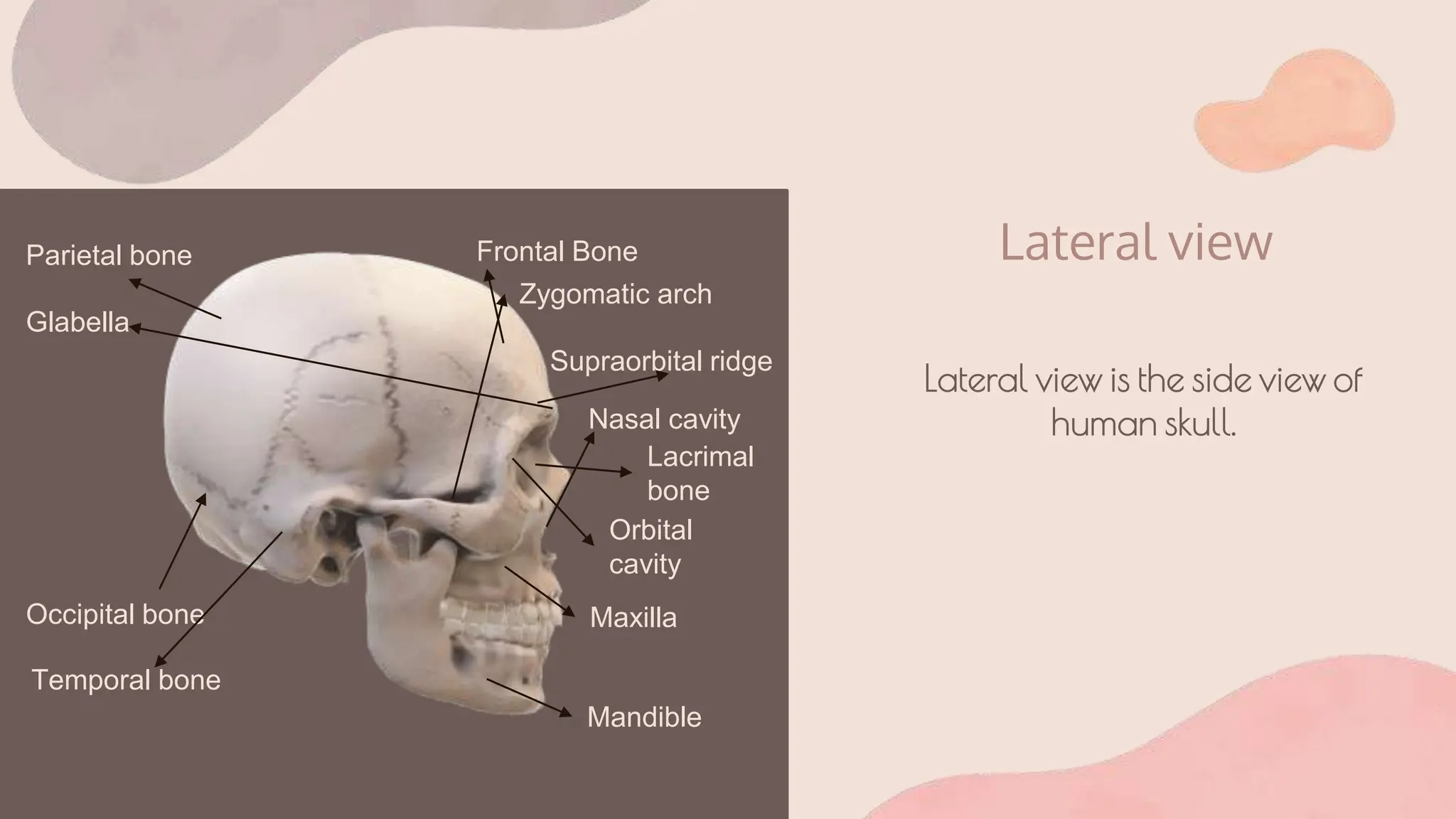 Sex Determination Through Human Skull Pptx Bone And Joint Conditions Diseases And Conditions