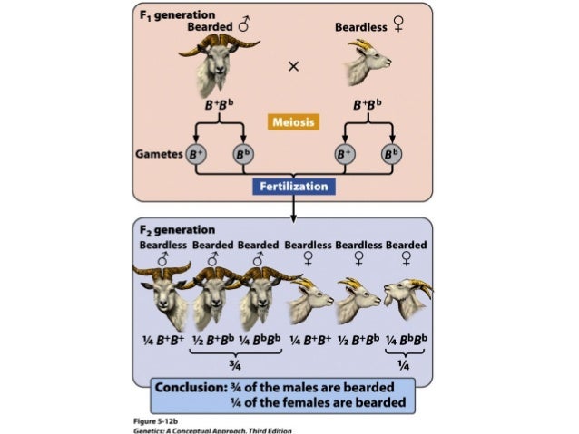 Sex Limited Gene 104