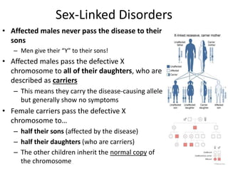 Sex Linked Inheritance And Pedigree Analysis Ppt