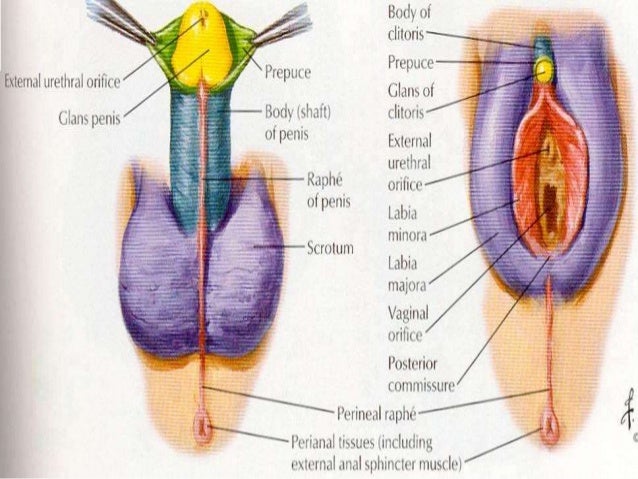 Sex Reassignement Surgery 77