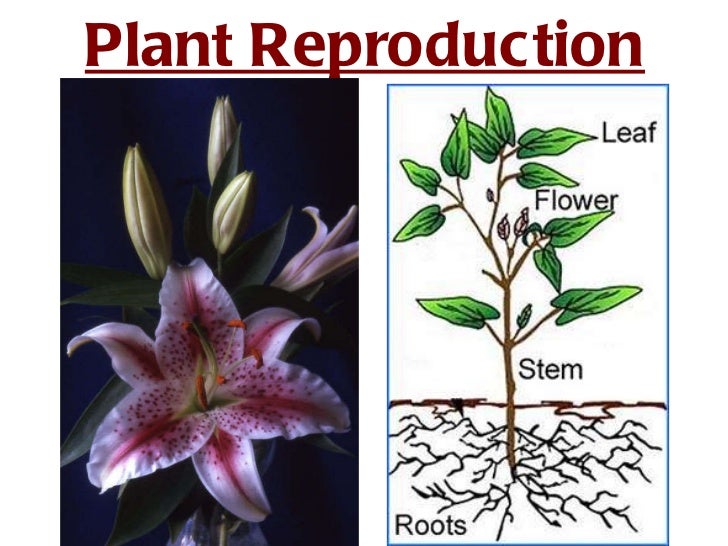 Sexual reproduction in_plants powerpoint