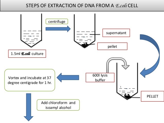 basic techniques of biotechnology protei structure diagram 