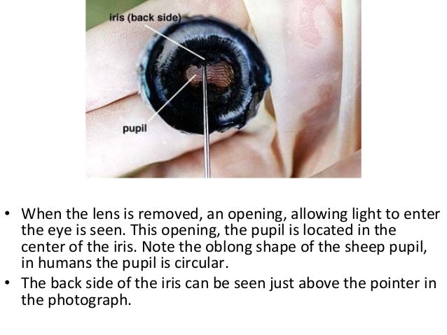 Sheep eye dissection