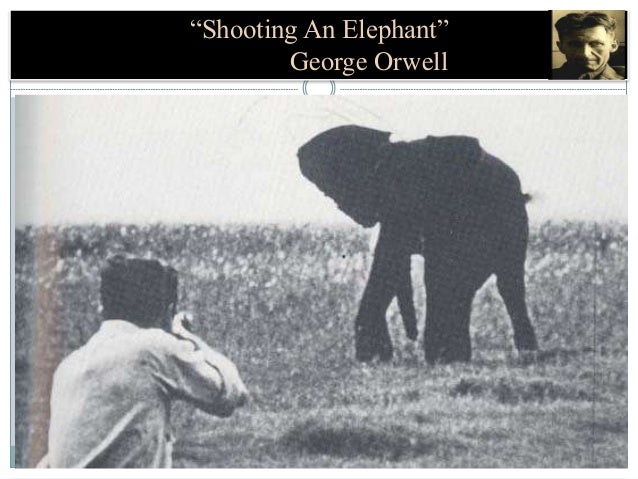 shooting an elephant summary Shooting an elephant an essay by george orwell, first published in the literary magazine new writing in 1936 in moulmein, in lower burma, i was hated by large. shooting an elephant summary Shooting an elephant an essay by george orwell, first published in the literary magazine new writing in 1936 in moulmein, in lower burma, i was hated by large.