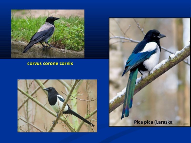 Shpendet dhe gjitaret