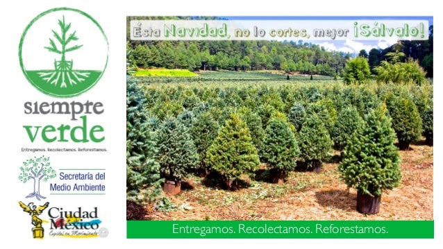 siempre verde arboles de navidad vivos siempre verde arboles de navidad vivos