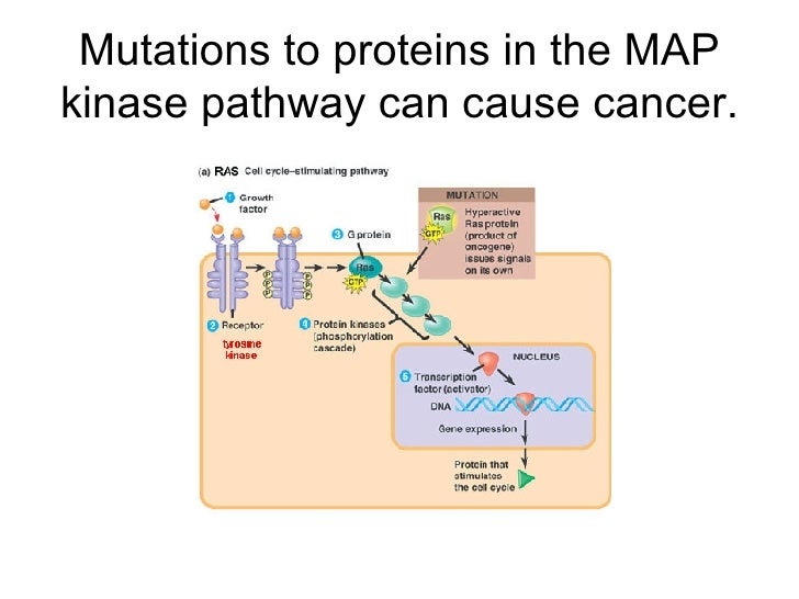 jak stat pathway
