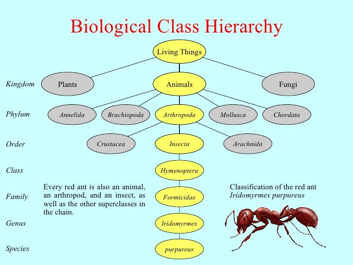 what is the meaning of hierarchy in biology