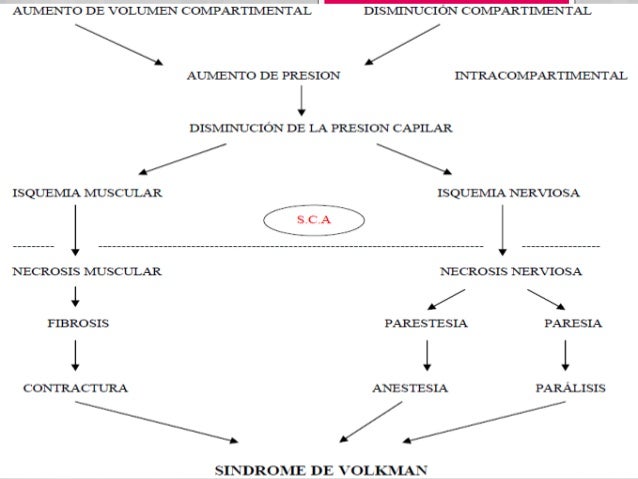 Sobre el miembro viril sobre la cabeza el pequeño grano blanco