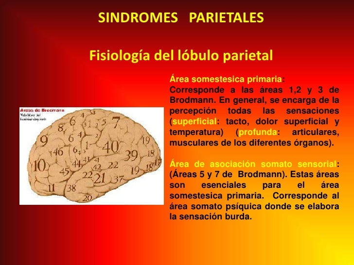 Sindromes Parietales