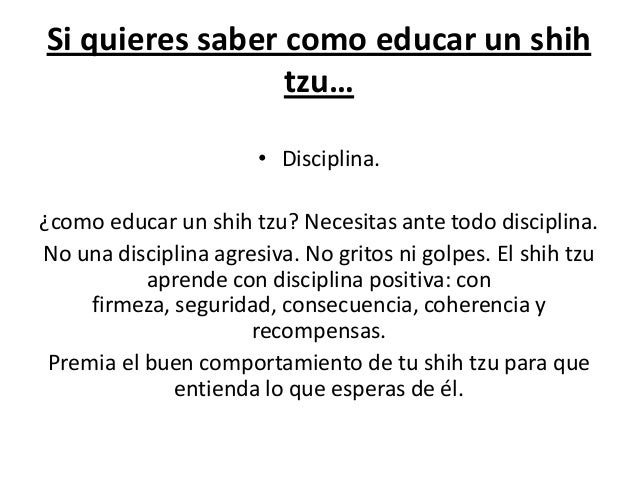 como saber si un shih tzu es puro si quieres saber como educar a un shih tzu como saber si un shih tzu es puro si quieres saber como educar a un shih tzu