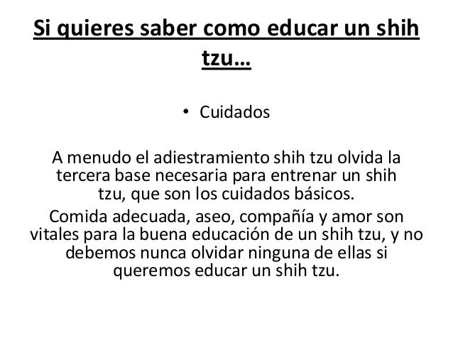 como saber si un shih tzu es puro si quieres saber como educar a un shih tzu como saber si un shih tzu es puro si quieres saber como educar a un shih tzu