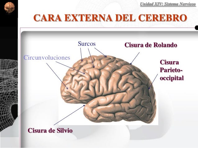 Sistema Nervioso Central