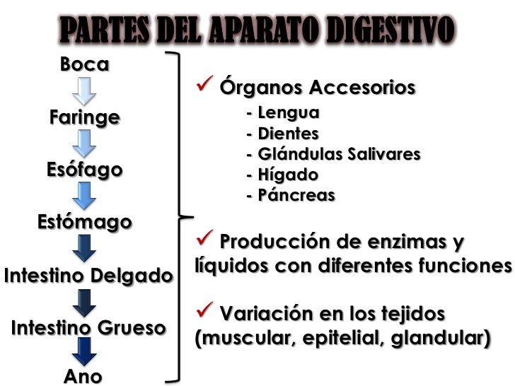 PPS - Sistema Digestivo PPS - Sistema Digestivo