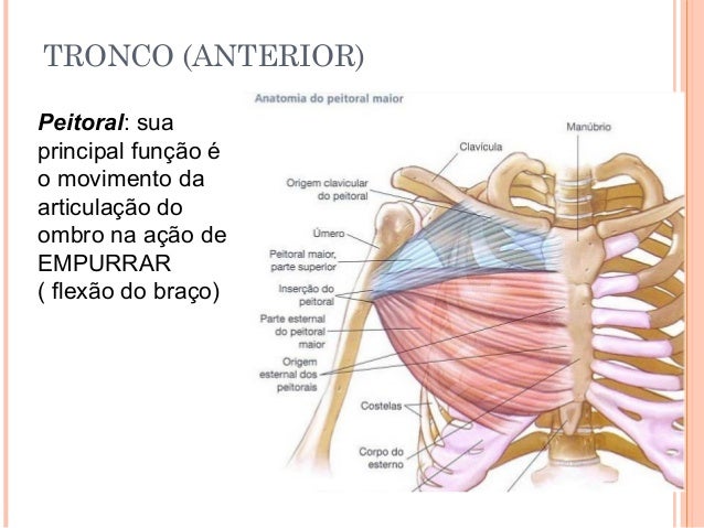 Resultado de imagem para divisão do peitoral