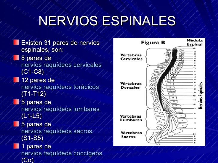 Sistema Nervioso Autonomo