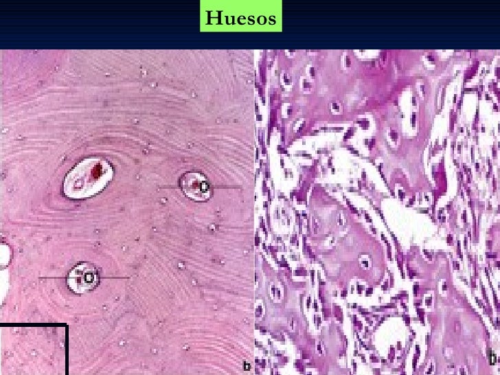 CIENCIAS BIOLOGICAS ANATOMIA Y FISIOLOGIA DEL SISTEMA OSEO