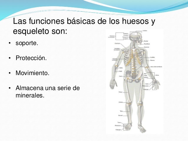 Resultado de imagen para Funciones básicas del esqueleto: