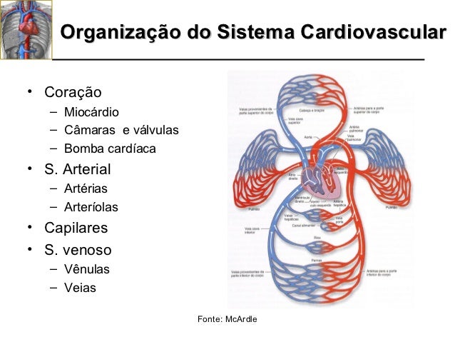 sistema cardio