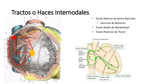 Sistema cardionector del corazón