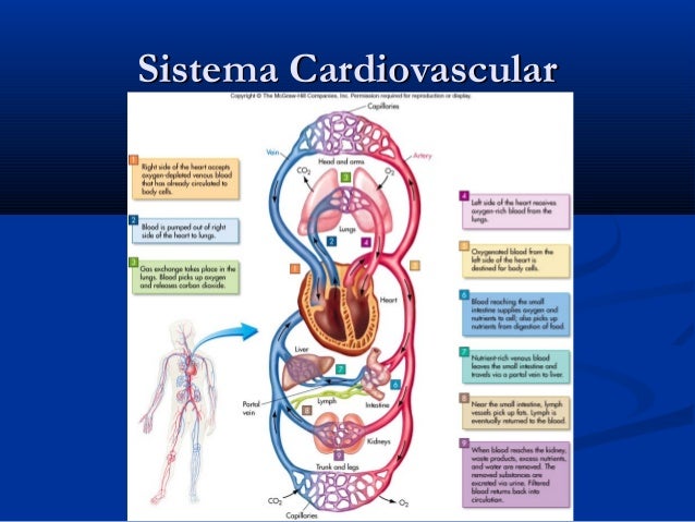 sistema cardio