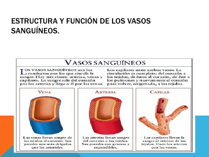 Se fuerte ve las venas en los pies y las manos