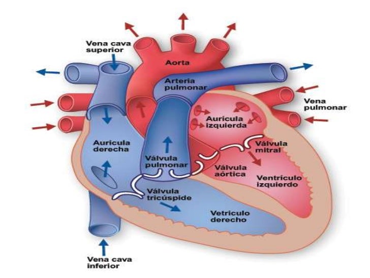 Resultado de imagen de sistema circulatorio corazon partes