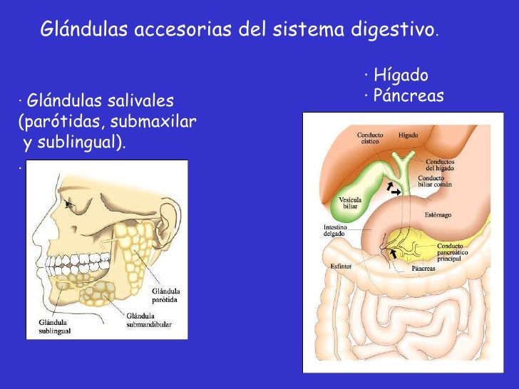 Sistema Digestivo Sistema Digestivo
